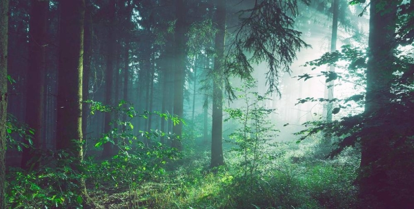 Sunlight streams through a forest in Germany. — courtesy Unsplash/Sebastian Unrau