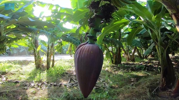  Zulaikha A-Kaabi managed to achieve resounding success by planting as many as 100,000 banana trees. — SPA photo
