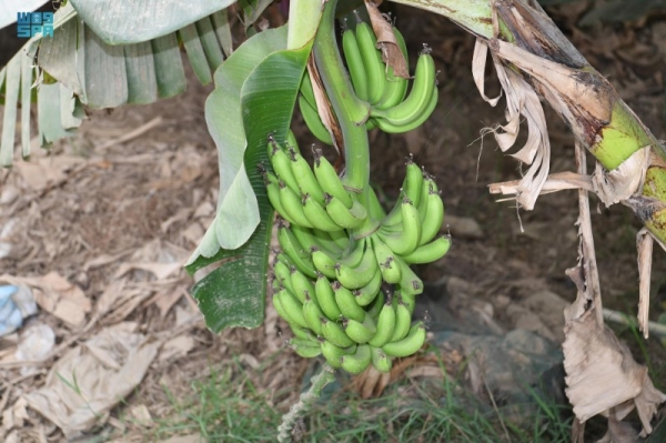  Zulaikha A-Kaabi managed to achieve resounding success by planting as many as 100,000 banana trees. — SPA photo
