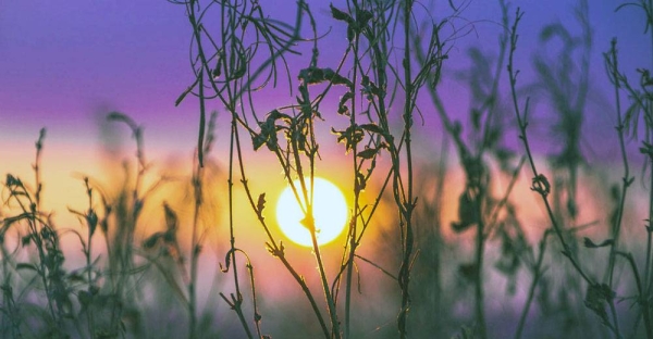 Sunset over a field in the English countryside. — courtesy Unsplash/Jack B