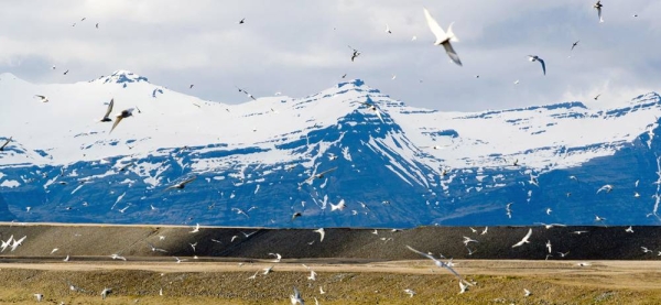 Arctic terns nest at Jökulsárlón in Iceland. — courtesy Jakub Fryš