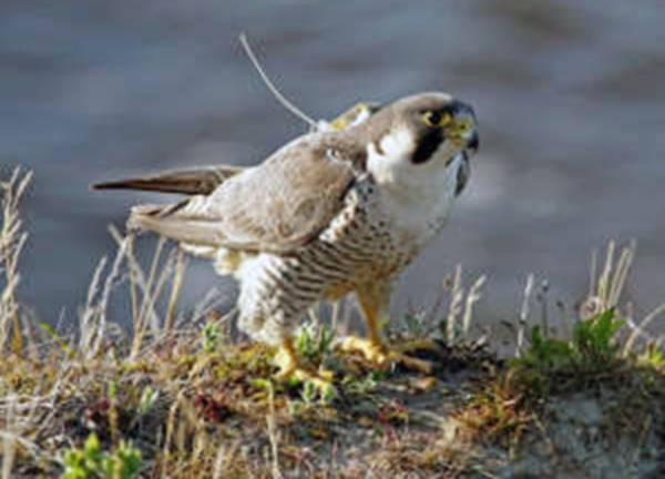 Satellite-tagged peregrine in Taimyr, Russia.