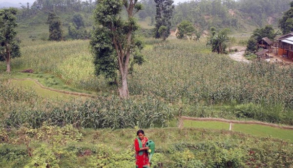 A farmer in rural Nepal tends to the crops. Nature-based solutions are low-cost options to reduce climate risks, protect biodiversity and bring benefits for communities. (file photo) — courtesy UN Women/Narendra Shrestha