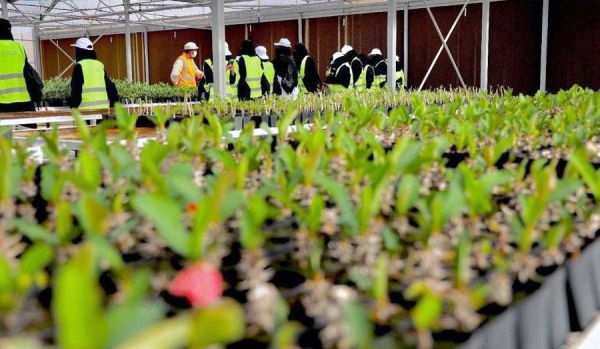 The Red Sea Development Company (TRSDC) seeks to plant more than 15 million plants and saplings to enrich the green cover in the project’s environment, in a bid to realize the Saudi Vision 2030.