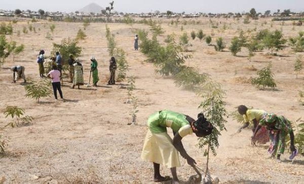 Refugees in Minawao, in northeastern Cameroon, plant trees in a region that has been deforested due to climate change and human activity in this courtesy file photo.