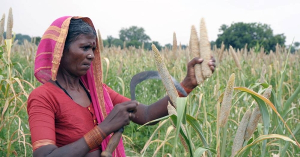 Women carrying pearl millet harvest home in Mali. — courtesy ICRISAT/Agathe Diama