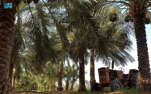 A symmetrical array of date palm trees is seen in this date farm in Qassim region.