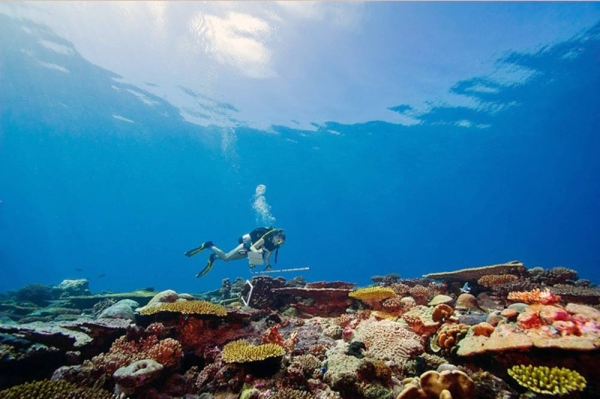 A scientist surveys a coral reef on the Khaled bin Sultan Living Oceans Foundation's Global Reef Expedition. Courtesy KSLOF/Ken Marks