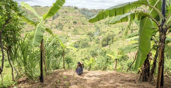 Women in Burundi tile the soil with hoes in preparation for planting. — courtesy FAO/Giulio Napolitano