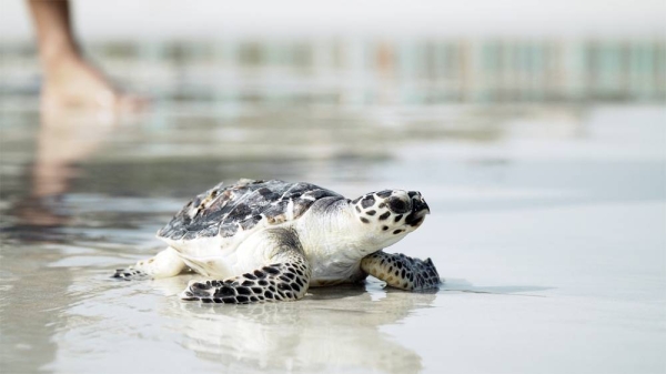 Three critically-endangered Hawksbill turtles rescued by Emirates Global Aluminium’s (EGA) sustainability teams at the company’s beach in Al Taweelah have been released back to the sea after receiving specialist care at Jumeirah Group’s Dubai Turtle Rehabilitation Project in Burj Al Arab Jumeirah.