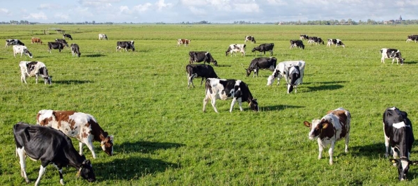 Cows graze in the peat meadows in the Netherlands. — courtesy Tom Baas/ UNRIC