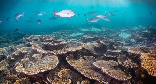 The Great Barrier Reef in Australia is the world's largest coral reef system. — courtesy Ocean Image Bank/Matt Curnock