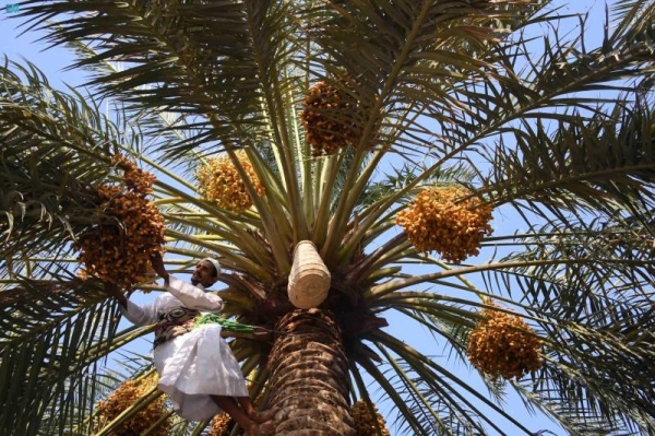 Saudi Arabia ranks second globally with 1.5 million tons of dates production a year