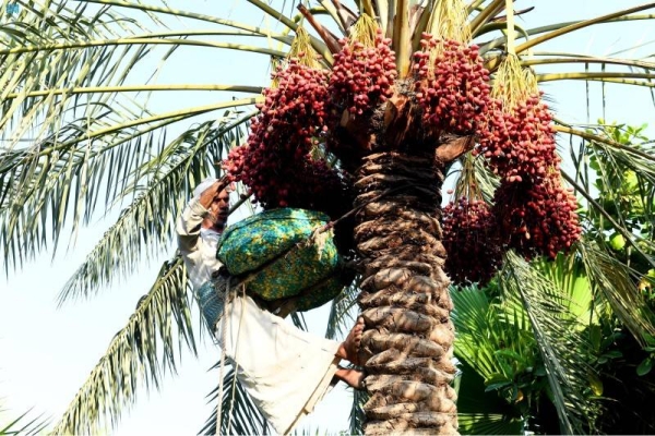 Saudi Arabia ranks second globally with 1.5 million tons of dates production a year