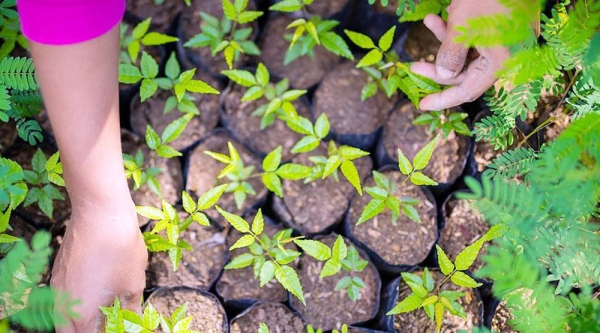 Mangrove seedlings are planted in an estuary in Bali to help fight erosion. — courtesy UNDP/Tim Laman