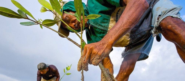 Mangrove seedlings are planted in an estuary in Bali to help fight erosion. — courtesy UNDP/Tim Laman