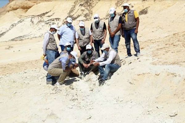 The Saudi Geological Survey announced Sunday the discovery of remains of an extinct primitive whale dating back to 37 million years, in Al-Jouf Region.