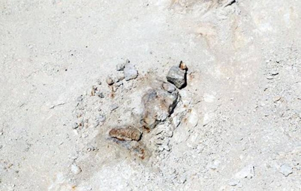 The Saudi Geological Survey announced Sunday the discovery of remains of an extinct primitive whale dating back to 37 million years, in Al-Jouf Region.