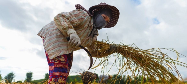 A Vietnamese migrant worker harvests rice in Chiang Rai, northern Thailand. — courtesy UN Women/Pornvit Visitoran