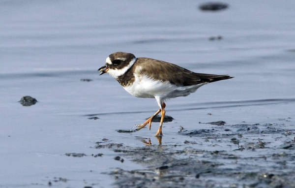 Flock of (Loha) birds at Kuwait coast
