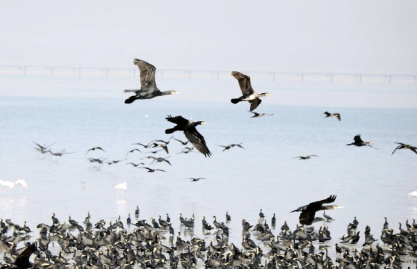 Flock of (Loha) birds at Kuwait coast
