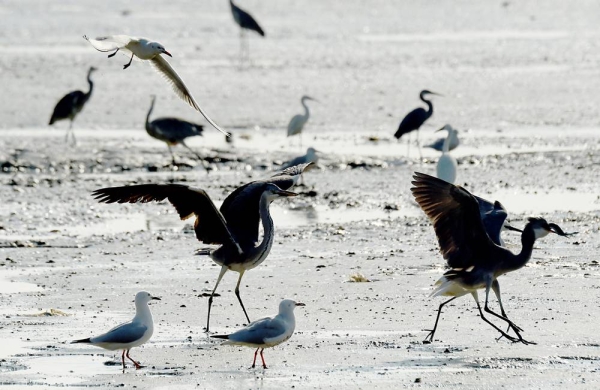Flock of (Loha) birds at Kuwait coast
