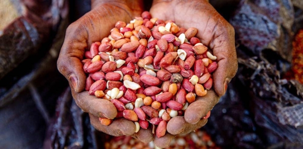 Farmers in northeastern Nigeria have been unable to cultivate their crops because of insecurity. — courtesy UNOCHA/Damilola Onafuwa