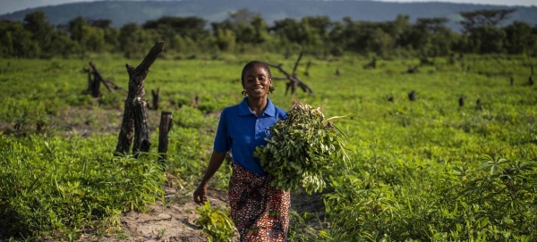 A farmer in the Democratic Republic of the Congo has received agricultural training, tools, and seeds from FAO. — Courtesy file photo
