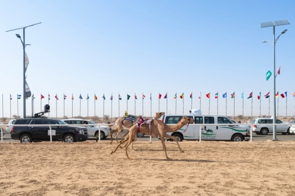 Participants vie for SR53mn as Crown Prince Camel Festival sees intense competition