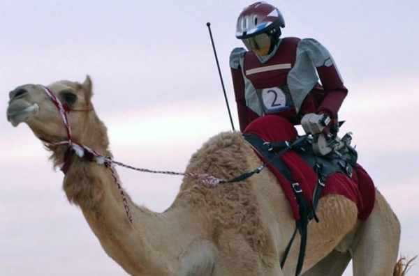 File photo of a robot jockey on a camel during racing. The robot jockey, a local technology, is a new technique that has been introduced in camel races at the Crown Prince Camel Festival in its third edition, which was launched last Sunday in the Taif Camel Square.