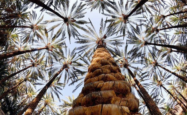 AlUla is a governorate famous for its tall palm trees thanks to the fertility of its land and the abundance of the water resource.