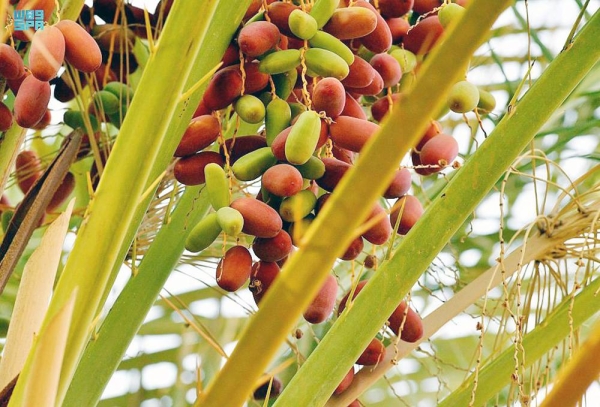 AlUla is a governorate famous for its tall palm trees thanks to the fertility of its land and the abundance of the water resource.