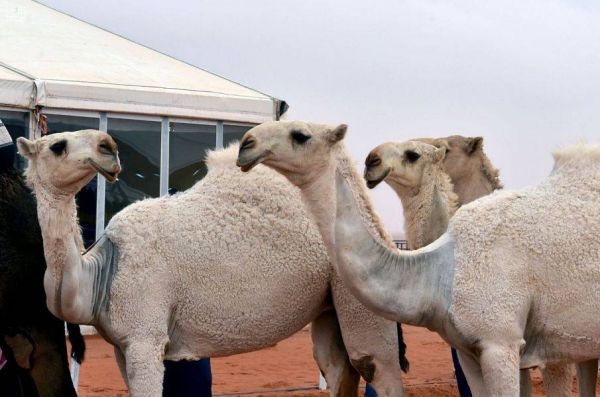 International Camel Conference to be held to utilize products, stimulate investment