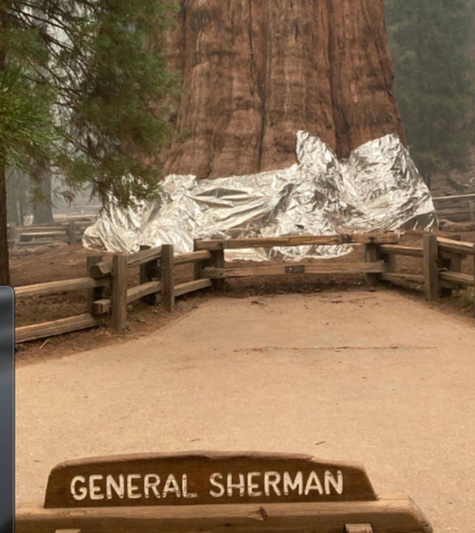 The Sequoia National Park in California is home to the biggest tree in the world.