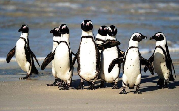 Endangered South African penguins killed by swarm of bees