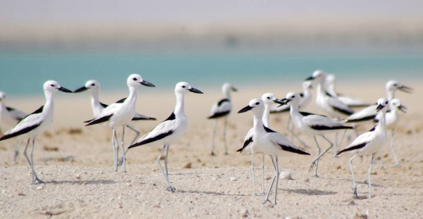 The Environment Agency — Abu Dhabi (EAD) recently launched the first ever Abu Dhabi Red List of Wildlife Species (AD-RLS), which is an assessment of the threat status of the emirate’s terrestrial and marine species.