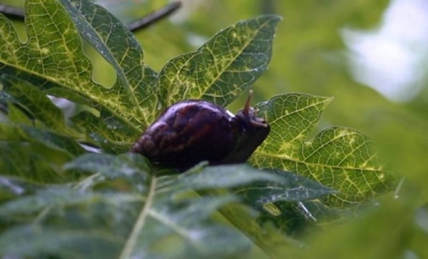 The invasive species are known to destroy crops.