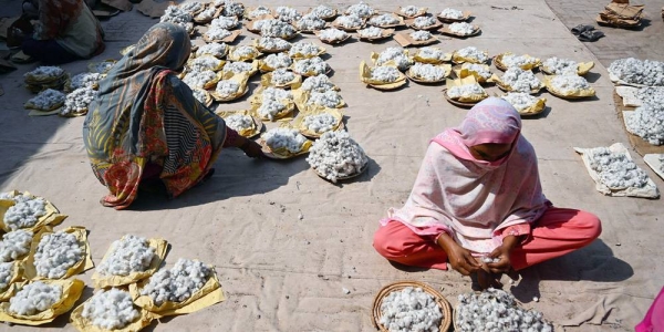 Women workers clean cotton in Multan city in Pakistan. — courtesy FAO/Aamir Qureshi