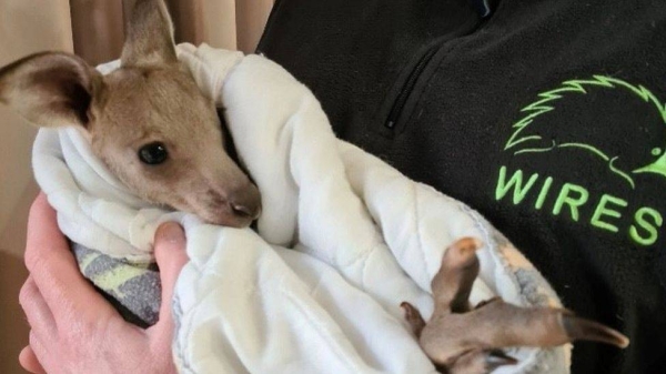 Locals found a joey survivor the morning after the killings.