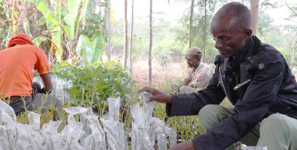 Some 300,000 farmers cultivate avocadoes in the Sidama and SNNPR regions of Ethiopia. — courtesy FAO/Cristiano Minichiello