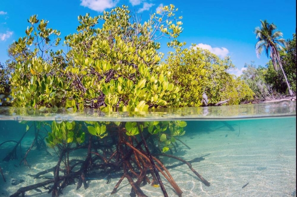 An innovative new UNESCO eDNA sampling initiative offers an opportunity to better understand ocean ecosystems. — courtesy Ocean Image Bank/Umeed Mistry