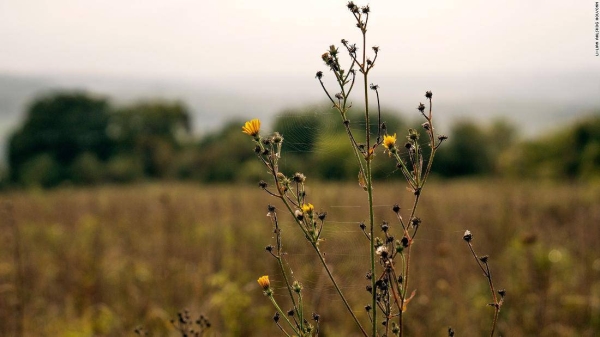 Plantlife is working to reestablish meadows in the UK.