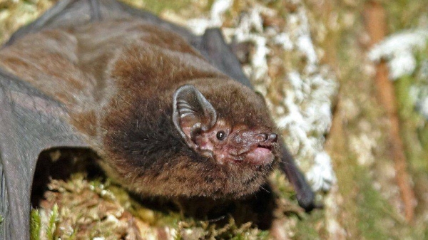 The long-tailed bat is about the size of a thumb.