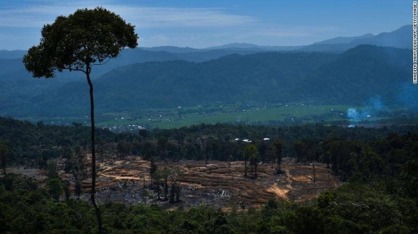 A land clearing area near protected forest in Tangse, Aceh province on July 27, 2019. (File)