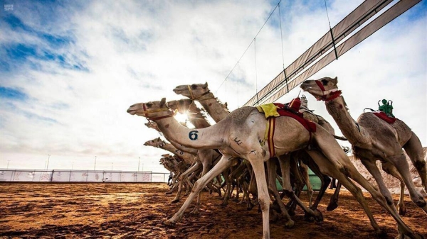 Saudi Arabia gears up to host world’s largest camel festival