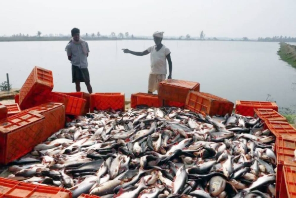 The apathy to blue revolution has changed considerably with India’s first and biggest fisheries scheme called the Pradhan Mantri Matsya Sampada Yojana (PMMSY).