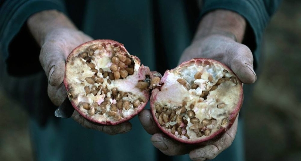 A farmer sows seeds he received from FAO wheat seed distribution in Kandahar in Afghanistan. — courtesy FAO/Hashim Azizi