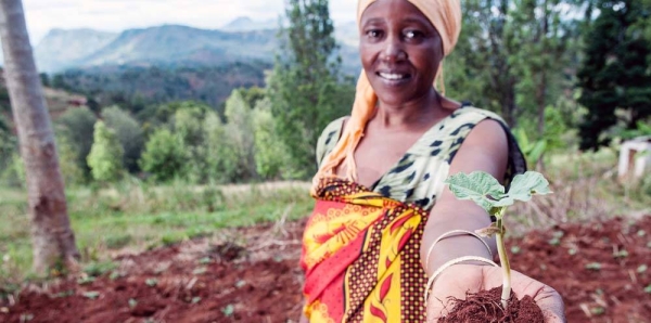 Tress are being planted in Tanzania to help combat soil erosion. — courtesy CIAT/Georgina Smith