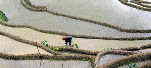 Cultivating crops like rice, as pictured here in the Philippines, requires a large amount of fresh water and has an environmental impact. — courtesy FAO/Lena Gubler