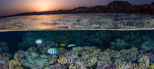 Coral reefs harbor the highest biodiversity of any ecosystem globally.